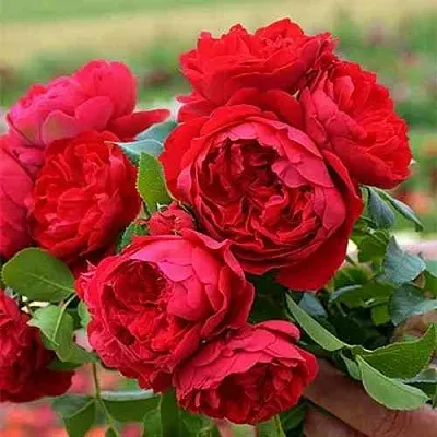 Саженцы роз ФЛОРЕНТИНА плетистая  Саженцы роз ФЛОРЕНТИНА плетистая в Чебоксарах