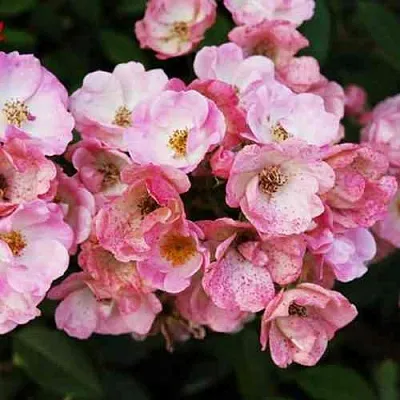 Саженцы роз АЛДЕН БИЗЕН мускусная  Саженцы роз АЛДЕН БИЗЕН мускусная в Чебоксарах