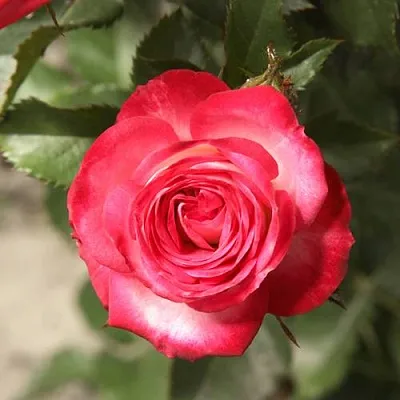 Саженцы роз САФИНА спрей  Саженцы роз САФИНА спрей в Чебоксарах