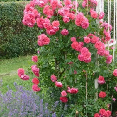 Саженцы роз РОЗЕУМ ЮТЕРСОН плетистая — описание сорта Саженцы роз РОЗЕУМ ЮТЕРСОН плетистая в Чебоксарах