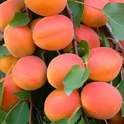 Абрикос НИКИТСКИЙ Абрикос НИКИТСКИЙ