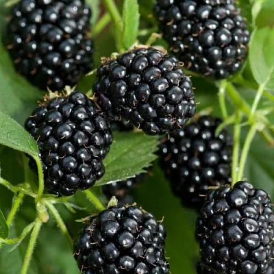 Ежевика АГАВАМ  Ежевика АГАВАМ в Чебоксарах