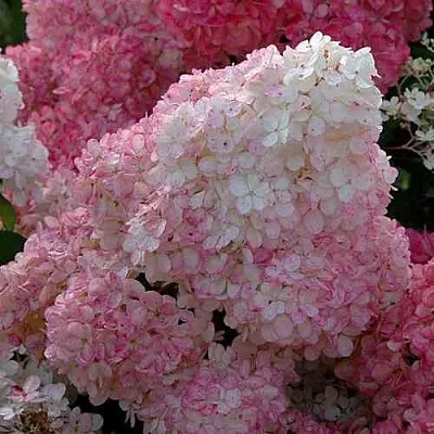 Гортензия САНДЕЙ ФРАЙЗ метельчатая  Гортензия САНДЕЙ ФРАЙЗ метельчатая в Чебоксарах