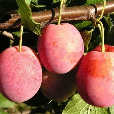 Слива ВИКТОРИЯ в Чебоксарах