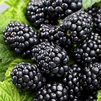 Ежевика БЖЕЗИНА бесшипная  Ежевика БЖЕЗИНА бесшипная в Чебоксарах