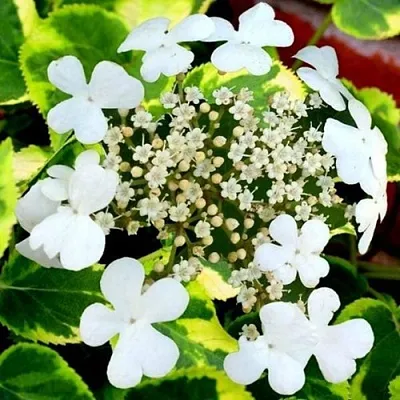 Гортензия МИРАНДА черешковая  Гортензия МИРАНДА черешковая в Чебоксарах