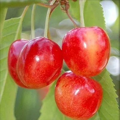 Черешня МЕДУНИЦА  Черешня МЕДУНИЦА в Чебоксарах