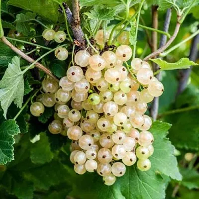 Смородина белая БЕЛАЯ ПОТАПЕНКО  Смородина белая БЕЛАЯ ПОТАПЕНКО в Чебоксарах