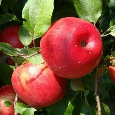 Яблоня ВАЛЕРИЯ  Яблоня ВАЛЕРИЯ в Чебоксарах