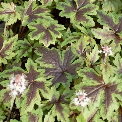 Гейхера ШУГА ЭНД СПАЙС  Гейхера ШУГА ЭНД СПАЙС в Чебоксарах