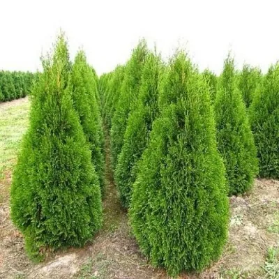 Туя СМАРАГД западная — описание сорта Туя СМАРАГД западная в Чебоксарах