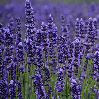 Лаванда МАНСТЕД узколистная  Лаванда МАНСТЕД узколистная в Чебоксарах