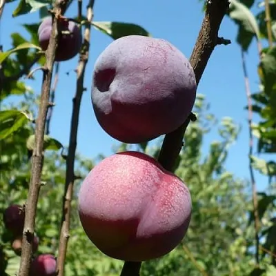 Плумкот ВЕЙ ВОНГ  Плумкот ВЕЙ ВОНГ в Чебоксарах