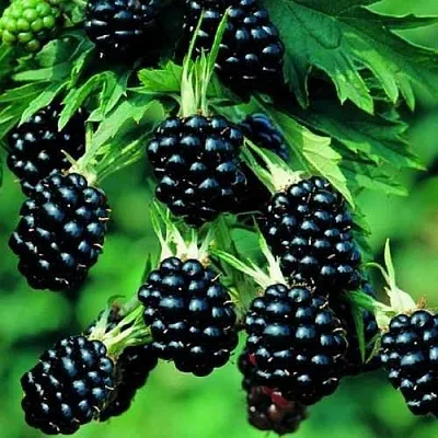 Ежевика КИТАНИНИ бесшипная  Ежевика КИТАНИНИ бесшипная в Чебоксарах