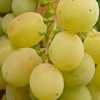 Виноград ТАЛИСМАН  Виноград ТАЛИСМАН в Чебоксарах