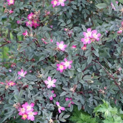 Саженцы роз сизая — описание сорта Саженцы роз сизая в Чебоксарах