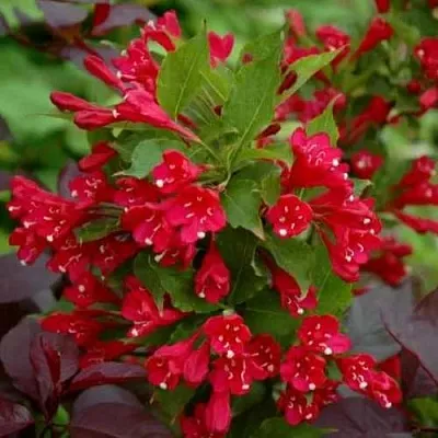 Вейгела РЕД ПРИНЦ  Вейгела РЕД ПРИНЦ в Чебоксарах