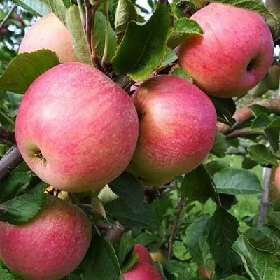 Яблоня ТЕРЕМОК  Яблоня ТЕРЕМОК в Чебоксарах