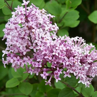 Сирень ПАЛИБИН   Сирень ПАЛИБИН  в Чебоксарах