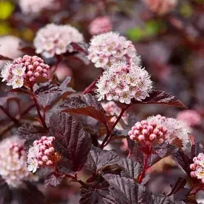 Пузыреплодник АНДРЕ   Пузыреплодник АНДРЕ  в Чебоксарах