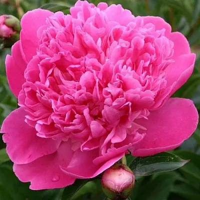 Пион ЭДУЛИС СУПЕРБА травянистый  Пион ЭДУЛИС СУПЕРБА травянистый в Чебоксарах