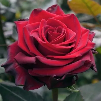 Саженцы роз ЭКСПЛОРЕР чайно-гибридная — описание сорта Саженцы роз ЭКСПЛОРЕР чайно-гибридная в Чебоксарах