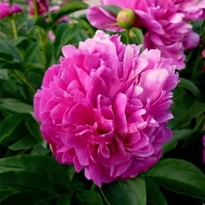 Пион ФЕЛИКС КРАУССЕ травянистый  Пион ФЕЛИКС КРАУССЕ травянистый в Чебоксарах