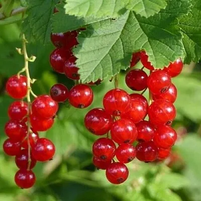 Смородина красная РОНДОМ  Смородина красная РОНДОМ в Чебоксарах