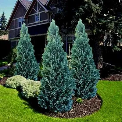 Кипарисовик ВАН ПЕЛЬТС БЛЮ лавсона  Кипарисовик ВАН ПЕЛЬТС БЛЮ лавсона в Чебоксарах