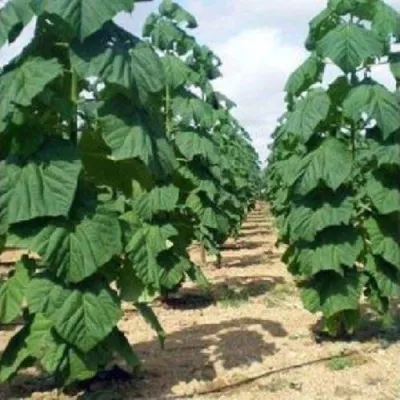 Павлония ПАО ТОГН Z07 в Чебоксарах