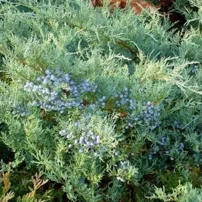 Можжевельник ГРЕЙ ОУЛ виргинский в Чебоксарах