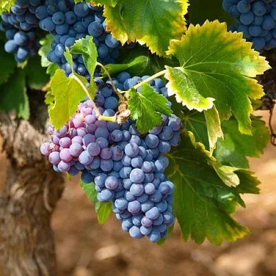 Виноград ЗИЛГА  Виноград ЗИЛГА в Чебоксарах