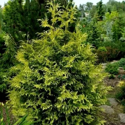 Туя ЗЕБРИНА ЭКСТРА ГОЛД складчатая — описание сорта Туя ЗЕБРИНА ЭКСТРА ГОЛД складчатая в Чебоксарах