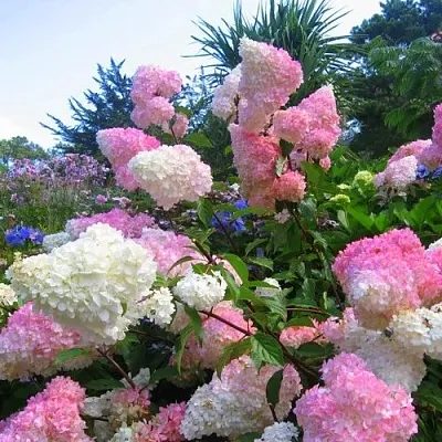 Гортензия ВАНИЛЛА ФРАЙЗ метельчатая  Гортензия ВАНИЛЛА ФРАЙЗ метельчатая в Чебоксарах