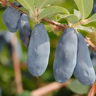 Жимолость съедобная СИНИЙ УТЕС  Жимолость съедобная СИНИЙ УТЕС в Чебоксарах