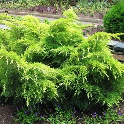 Можжевельник ГОЛД КОСТ средний  Можжевельник ГОЛД КОСТ средний в Чебоксарах