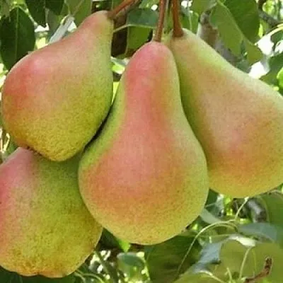 Груша ЛЕСНАЯ КРАСАВИЦА  Груша ЛЕСНАЯ КРАСАВИЦА в Чебоксарах