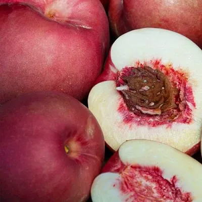 НЕКТАПЛЮМ в Чебоксарах