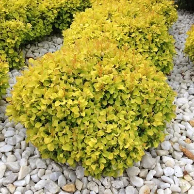 Барбарис БОНАНЗА ГОЛД тунберга в Чебоксарах