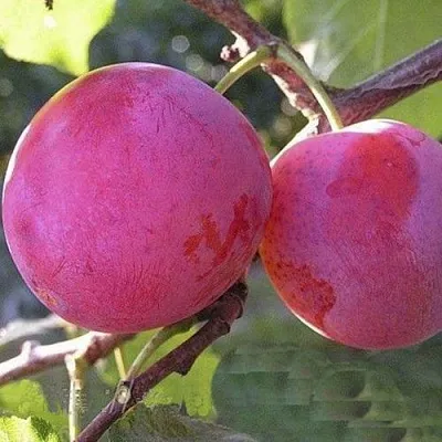 Слива ДЕЛИКАТНАЯ в Чебоксарах