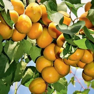 Абрикос БРЯНСКИЙ РАННИЙ  Абрикос БРЯНСКИЙ РАННИЙ в Чебоксарах