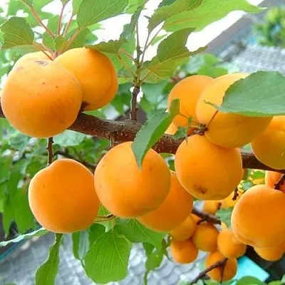 Абрикос ОРИГИНАЛ  Абрикос ОРИГИНАЛ в Чебоксарах