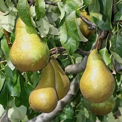 Груша САПФИРА колонновидная  Груша САПФИРА колонновидная в Чебоксарах