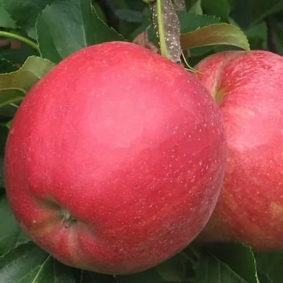 Яблоня РУБИН  Яблоня РУБИН в Чебоксарах