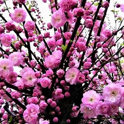 Миндаль  Миндаль в Чебоксарах