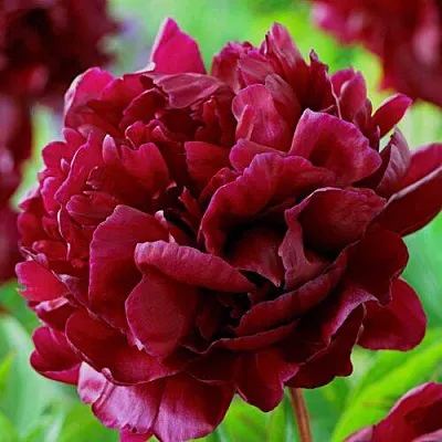 Пион АРМАНИ травянистый в Чебоксарах