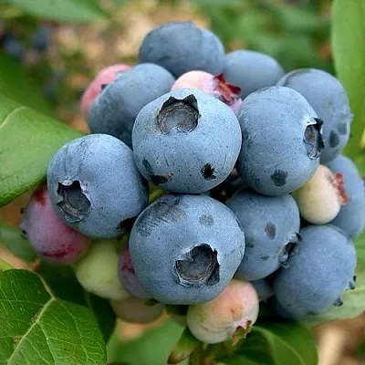 Голубика КОЛЛИНЗ  Голубика КОЛЛИНЗ в Чебоксарах