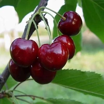 Черешня СТЕЛЛА  Черешня СТЕЛЛА в Чебоксарах