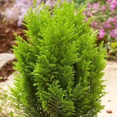 Кипарисовик ЭЛВУДИ ГОЛД лавсона  Кипарисовик ЭЛВУДИ ГОЛД лавсона в Чебоксарах