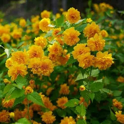 Керрия японская ПЛЕНИФЛОРА  Керрия японская ПЛЕНИФЛОРА в Чебоксарах